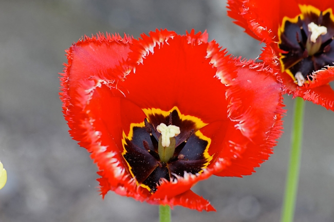 Jardin des Impressionnistes-070